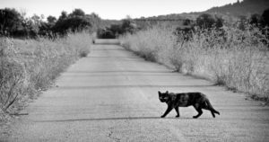 Black Cat Crossing path