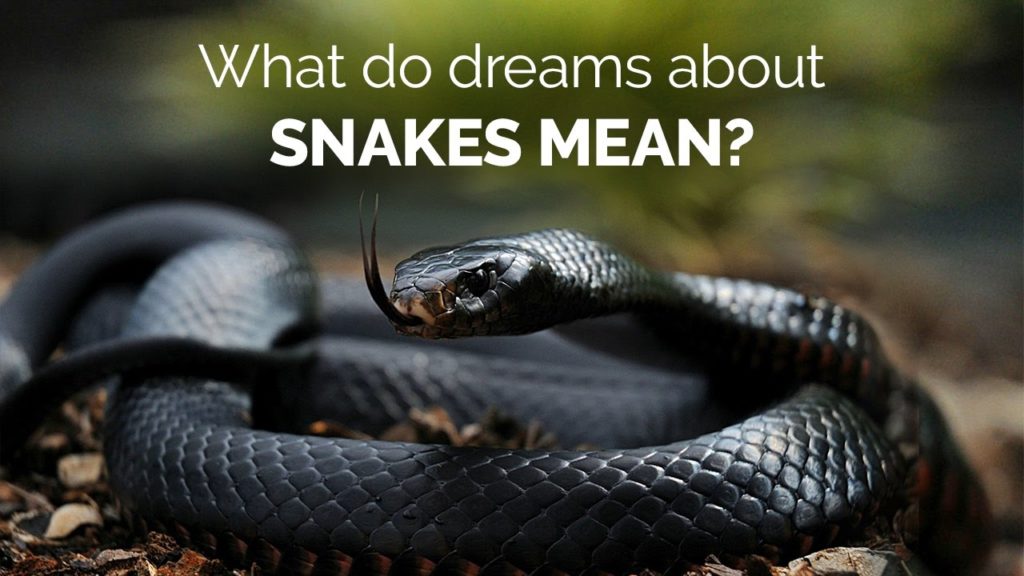 Snake in Dream